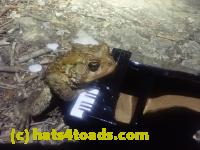/home//u458753944/public_html/sourcegallery///Roxborough Toad Detour/2026/2026-04-13/P4131617.JPG